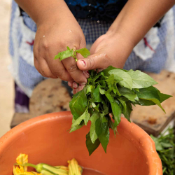 Blómstrandi fyrirtækjarekstur dreifbýliskvenna í Gvatemala
