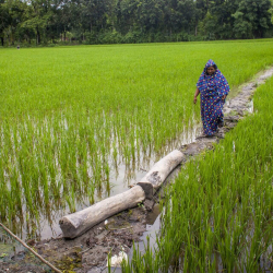 Áhrif loftslagsbreytinga leggjast af meiri þunga á konur og stúlkur